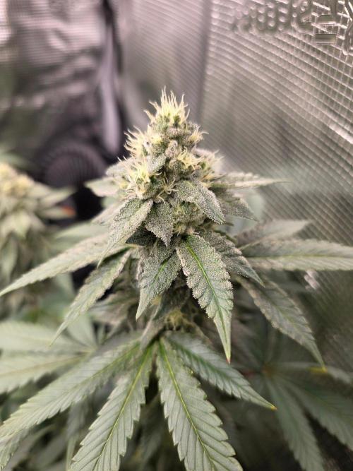 White widow, gushers, tropic cookies. Week 12