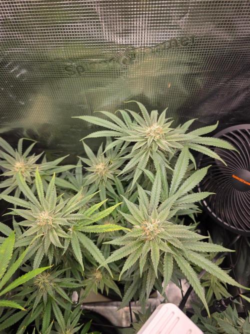 White widow, gushers, tropic cookies. Week 12