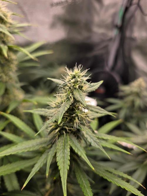 White widow, gushers, tropic cookies. Week 12