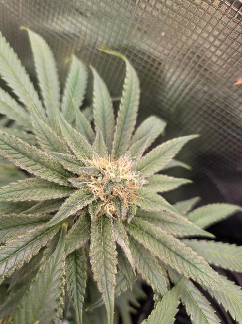 White widow, gushers, tropic cookies. Week 12
