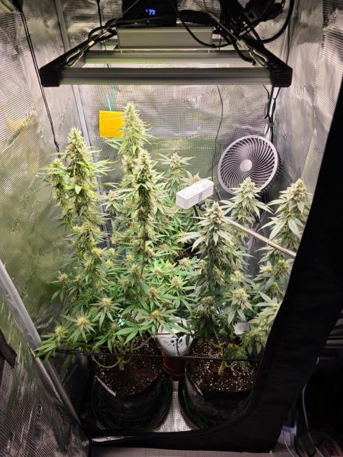 White widow, gushers, tropic cookies. Week 13