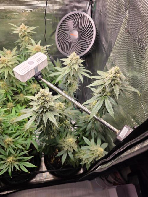 White widow, gushers, tropic cookies. Week 13