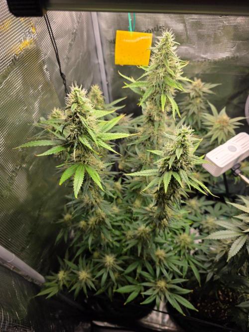 White widow, gushers, tropic cookies. Week 13