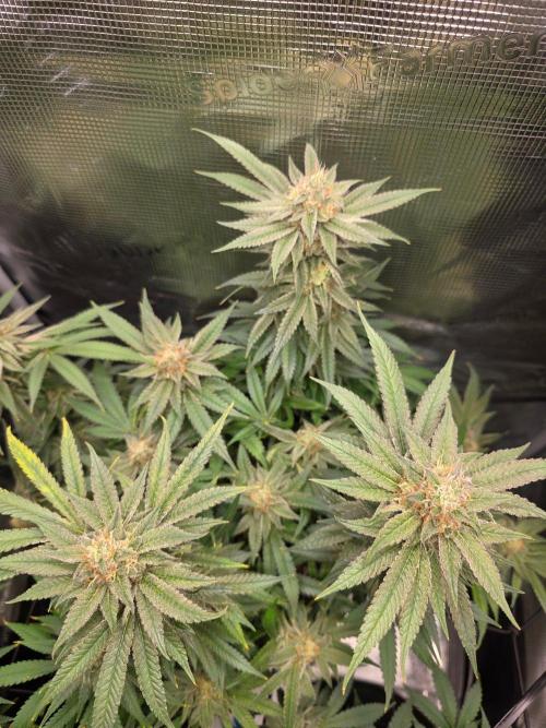 White widow, gushers, tropic cookies. Week 13