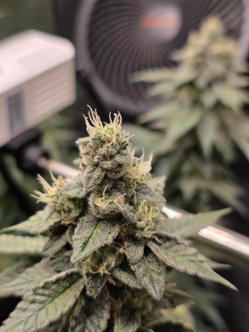White widow, gushers, tropic cookies. Week 13