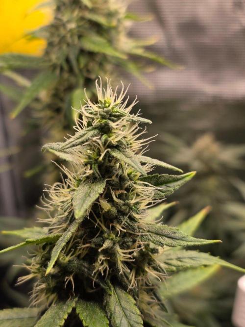White widow, gushers, tropic cookies. Week 13