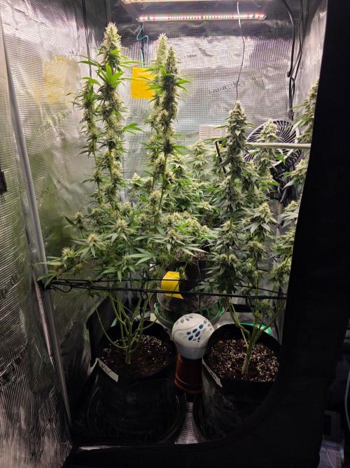 White widow, gushers, tropic cookies. Week 13