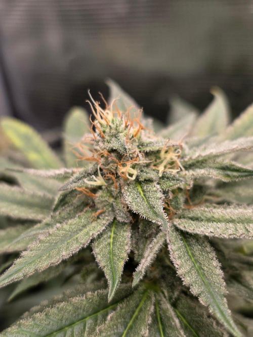 White widow, gushers, tropic cookies. Week 13