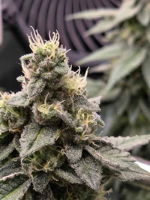 White widow, gushers, tropic cookies. Week 13