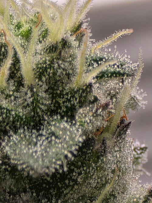 White widow, gushers, tropic cookies. Week 13