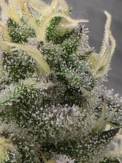 White widow, gushers, tropic cookies. Week 13