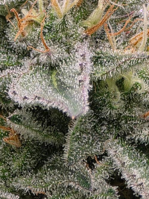 White widow, gushers, tropic cookies. Week 13