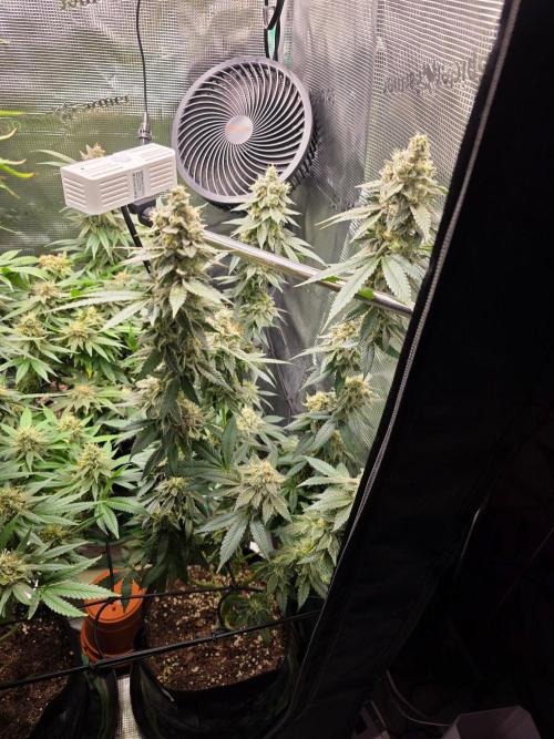 White widow, gushers, tropic cookies. Week 14