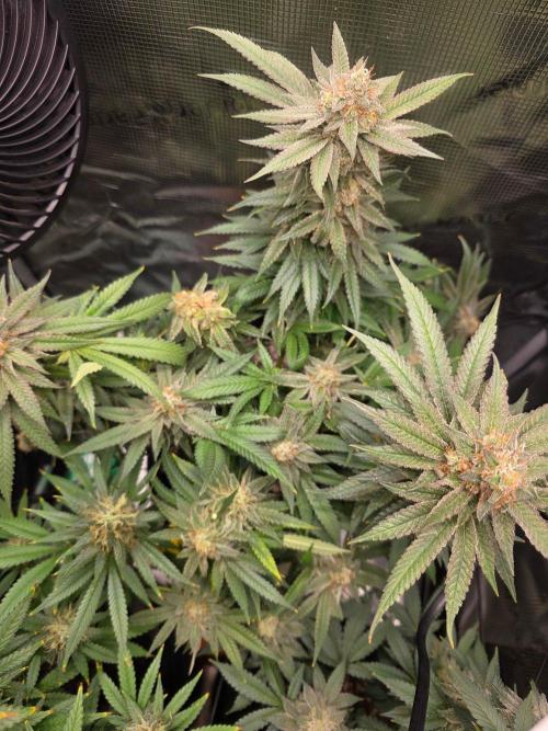White widow, gushers, tropic cookies. Week 14