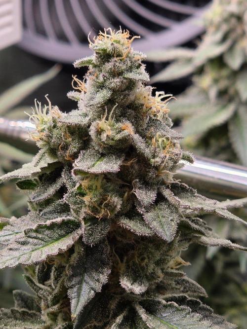 White widow, gushers, tropic cookies. Week 14
