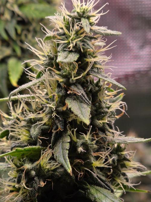White widow, gushers, tropic cookies. Week 14