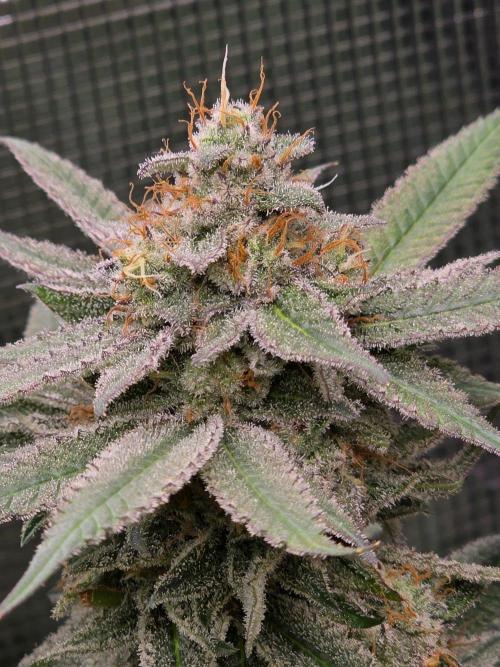 White widow, gushers, tropic cookies. Week 14