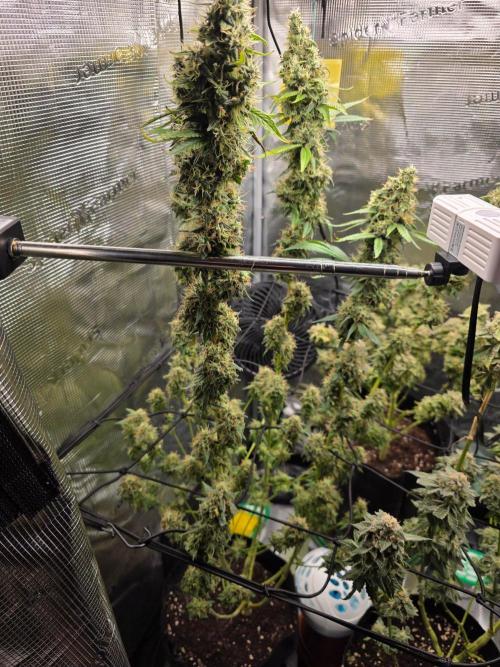 White widow, gushers, tropic cookies. Week 15