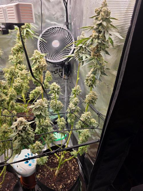 White widow, gushers, tropic cookies. Week 15