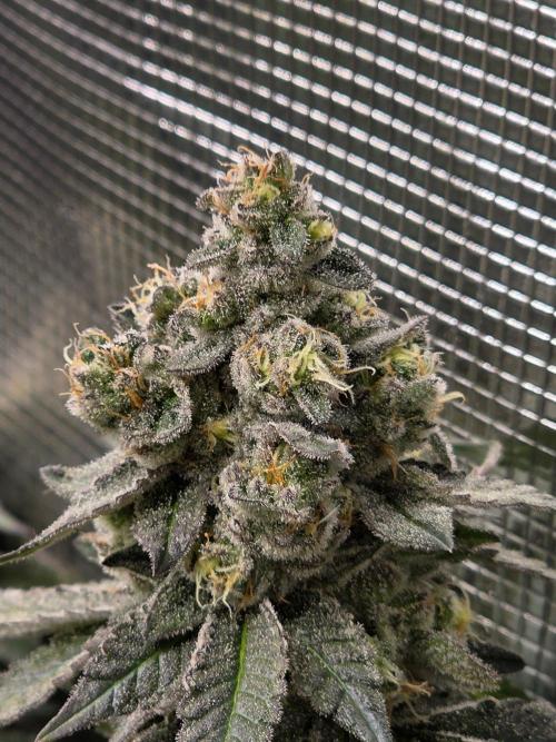 White widow, gushers, tropic cookies. Week 15
