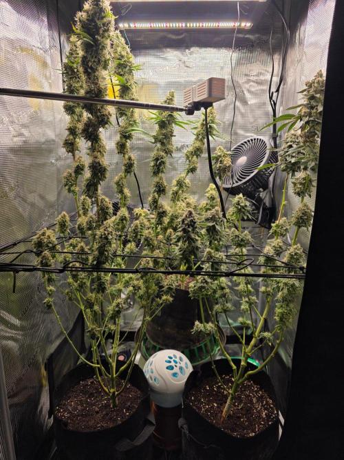 White widow, gushers, tropic cookies. Week 15