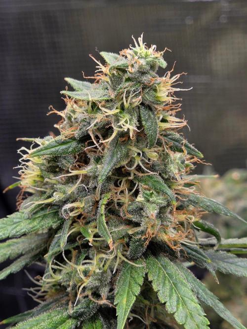 White widow, gushers, tropic cookies. Week 15