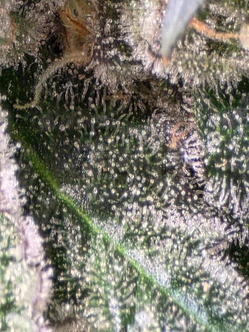 White widow, gushers, tropic cookies. Week 15