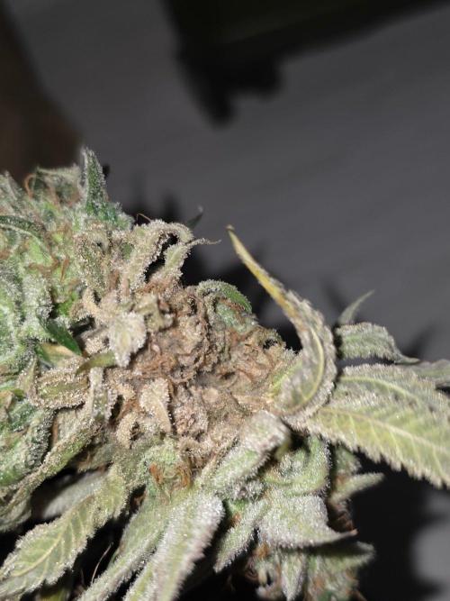 White widow, gushers, tropic cookies. Week 15