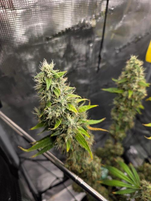 White widow, gushers, tropic cookies. Week 16