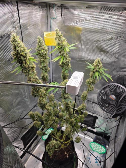 White widow, gushers, tropic cookies. Week 16