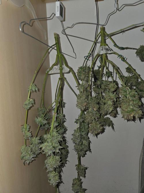 White widow, gushers, tropic cookies. Week 16