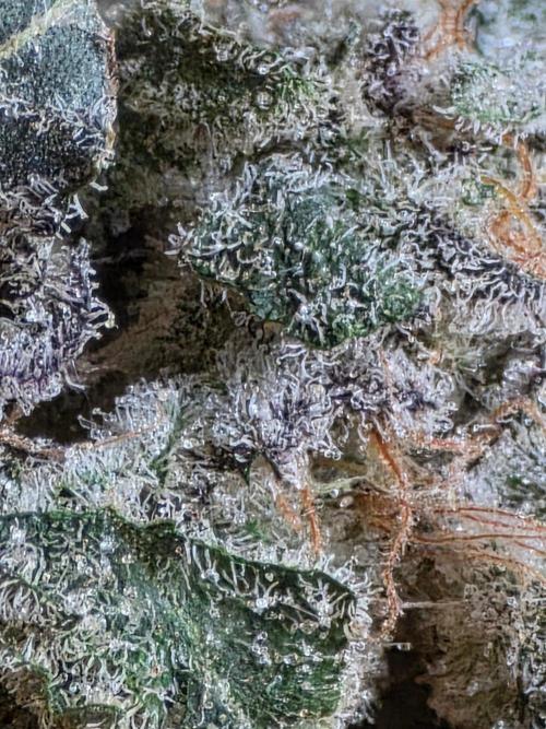 White widow, gushers, tropic cookies. Week 17