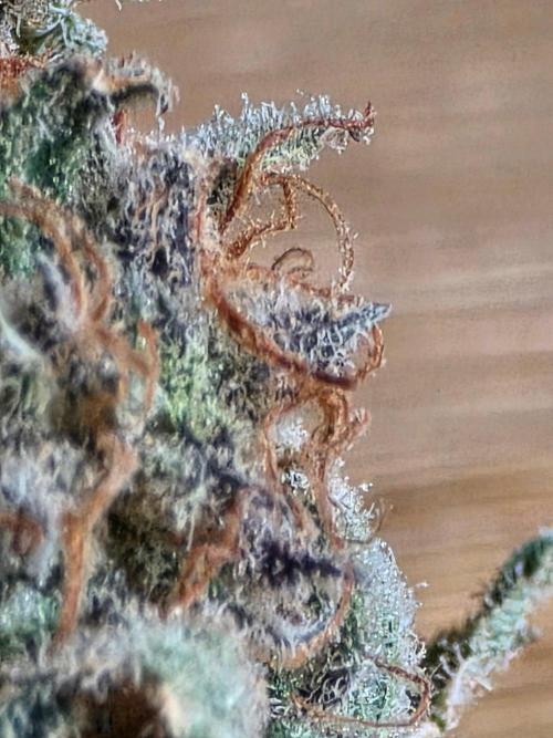 White widow, gushers, tropic cookies. Week 17
