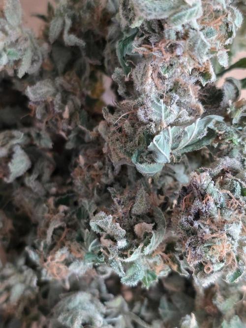 White widow, gushers, tropic cookies. Week 17