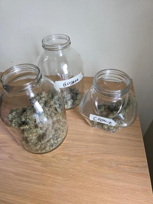 White widow, gushers, tropic cookies. Week 17