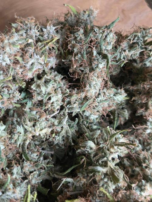White widow, gushers, tropic cookies. Week 17