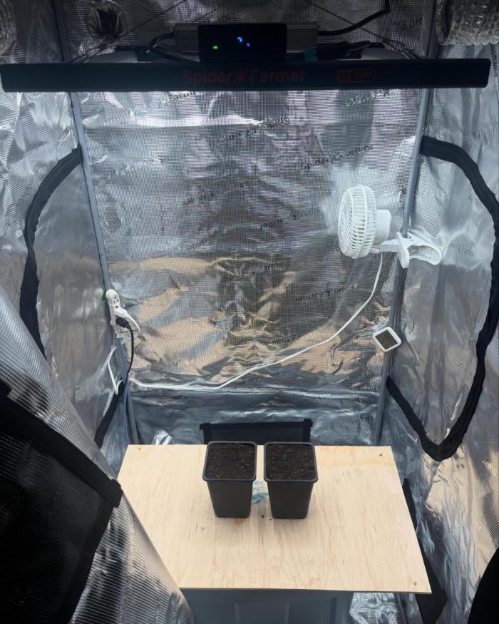 Black Cherry Gushers. Week 0 - Seed planted straight into soil 