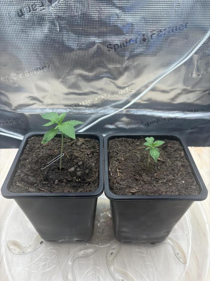 Black Cherry Gushers. Week 1