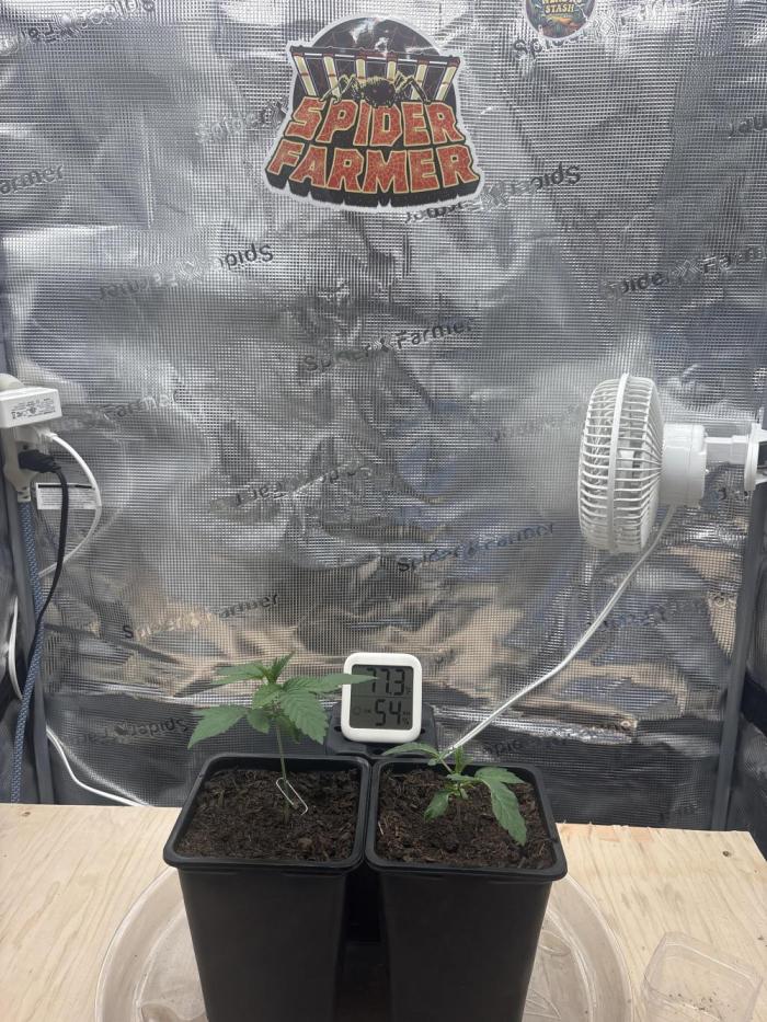 Black Cherry Gushers. Week 2