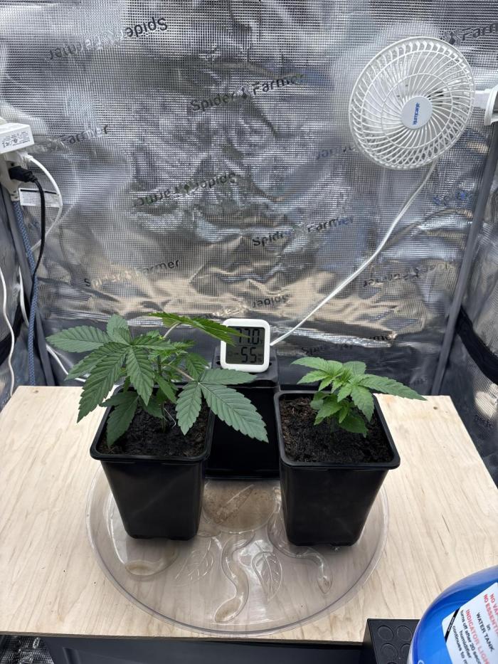 Black Cherry Gushers. Week 3