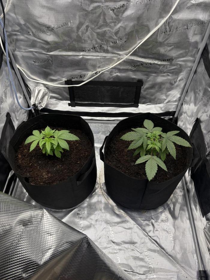 Black Cherry Gushers. Week 4