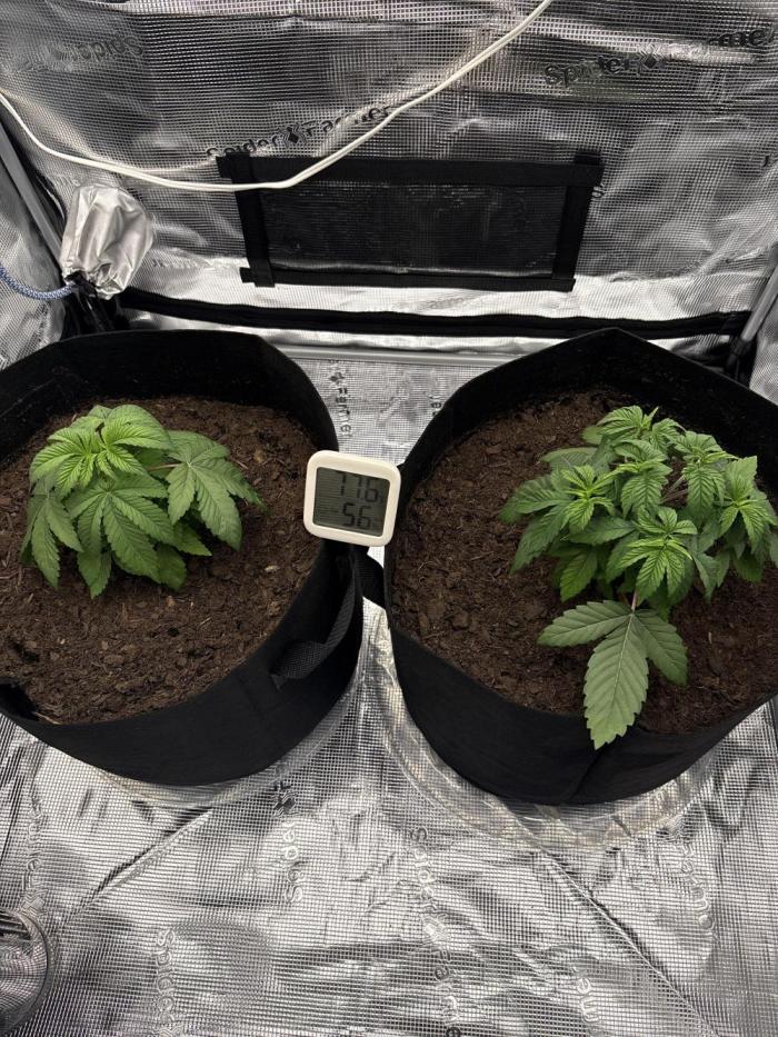 Black Cherry Gushers. Week 5