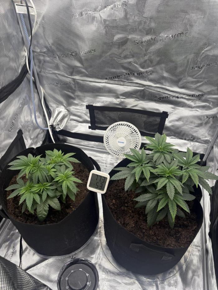 Black Cherry Gushers. Week 6