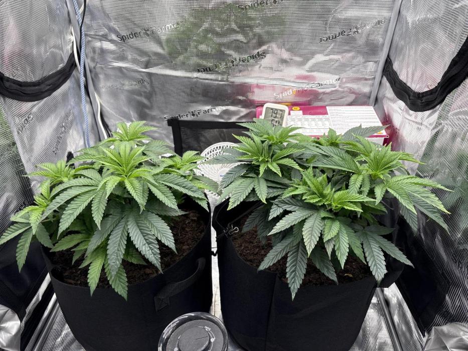 Black Cherry Gushers. Week 7