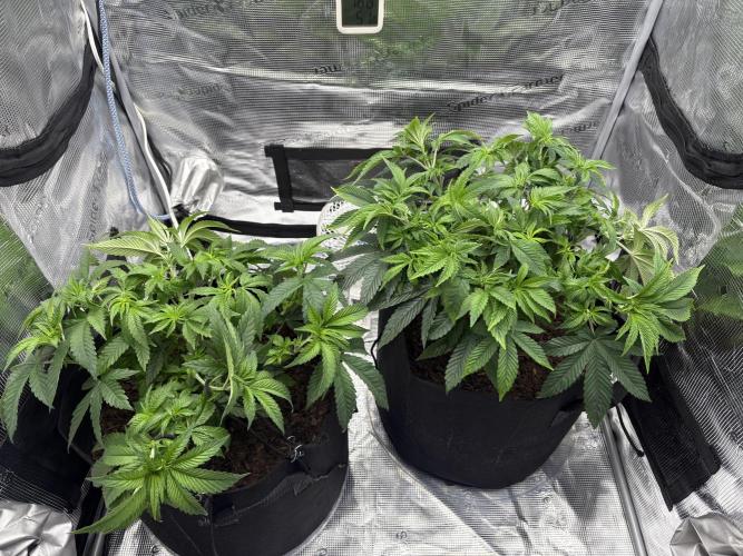 Black Cherry Gushers. Week 8