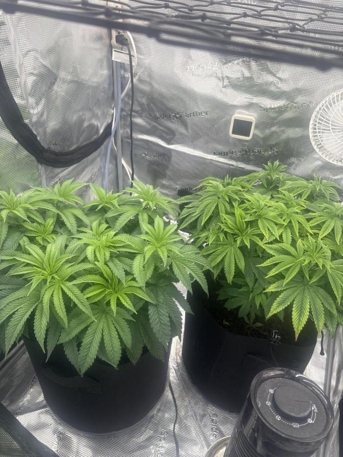 Black Cherry Gushers. Week 9