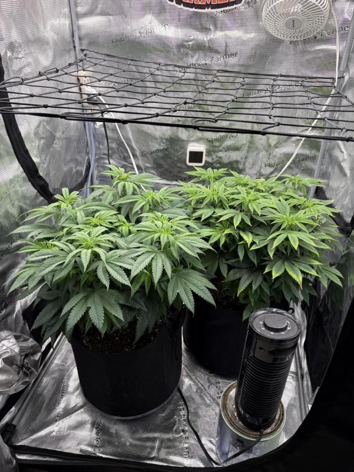 Black Cherry Gushers. Week 10