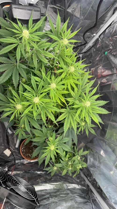 Pineapple Muffin Auto Humboldt. Week 2