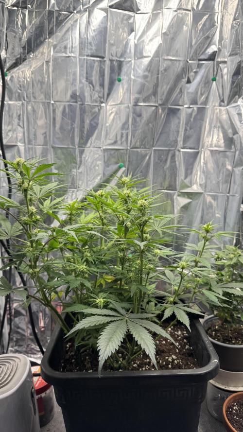 Pineapple Muffin Auto Humboldt. Week 2