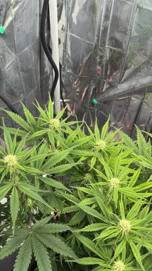 Pineapple Muffin Auto Humboldt. Week 2